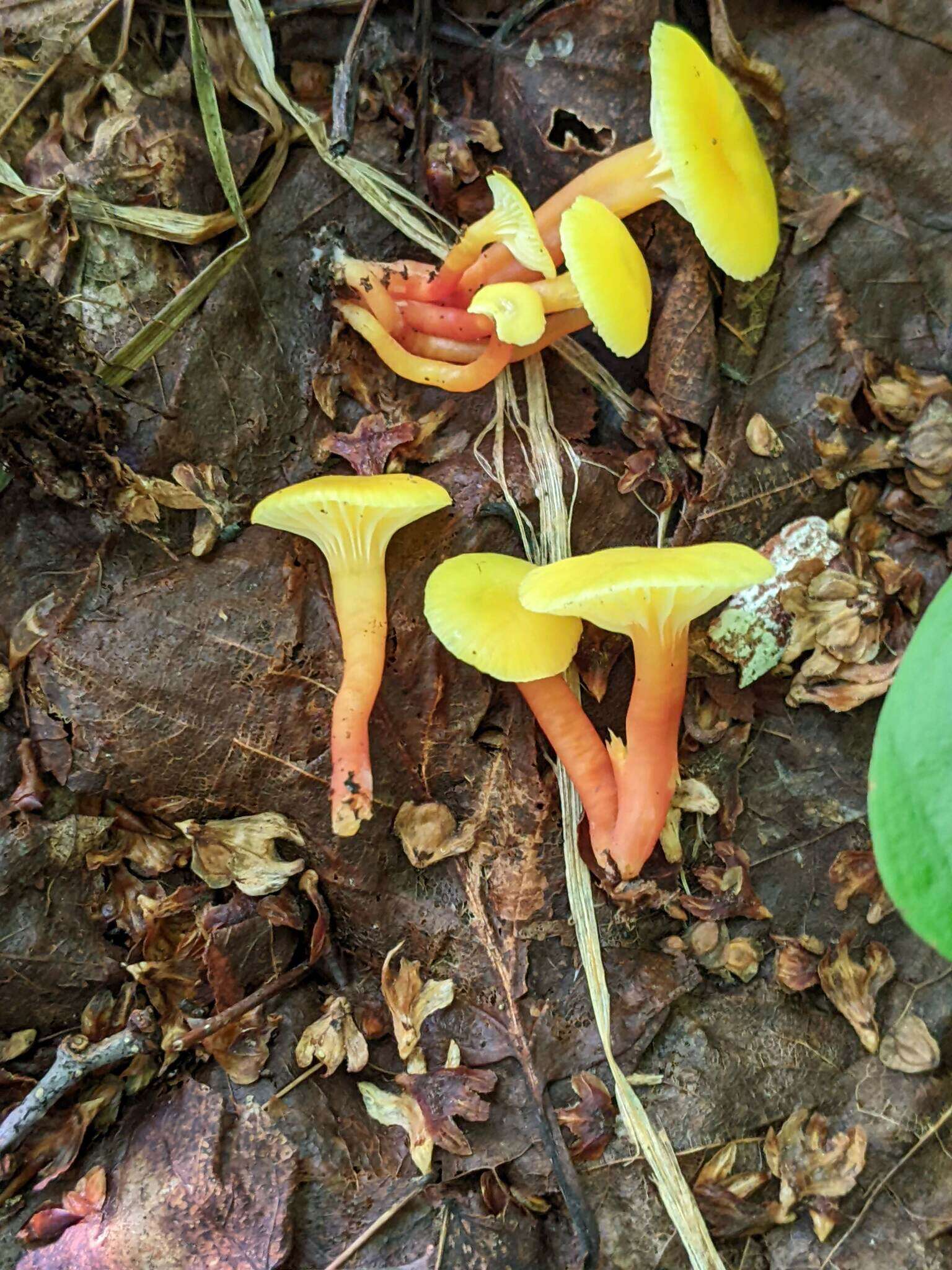 Image of Hygrocybe parvula (Peck) Murrill 1916