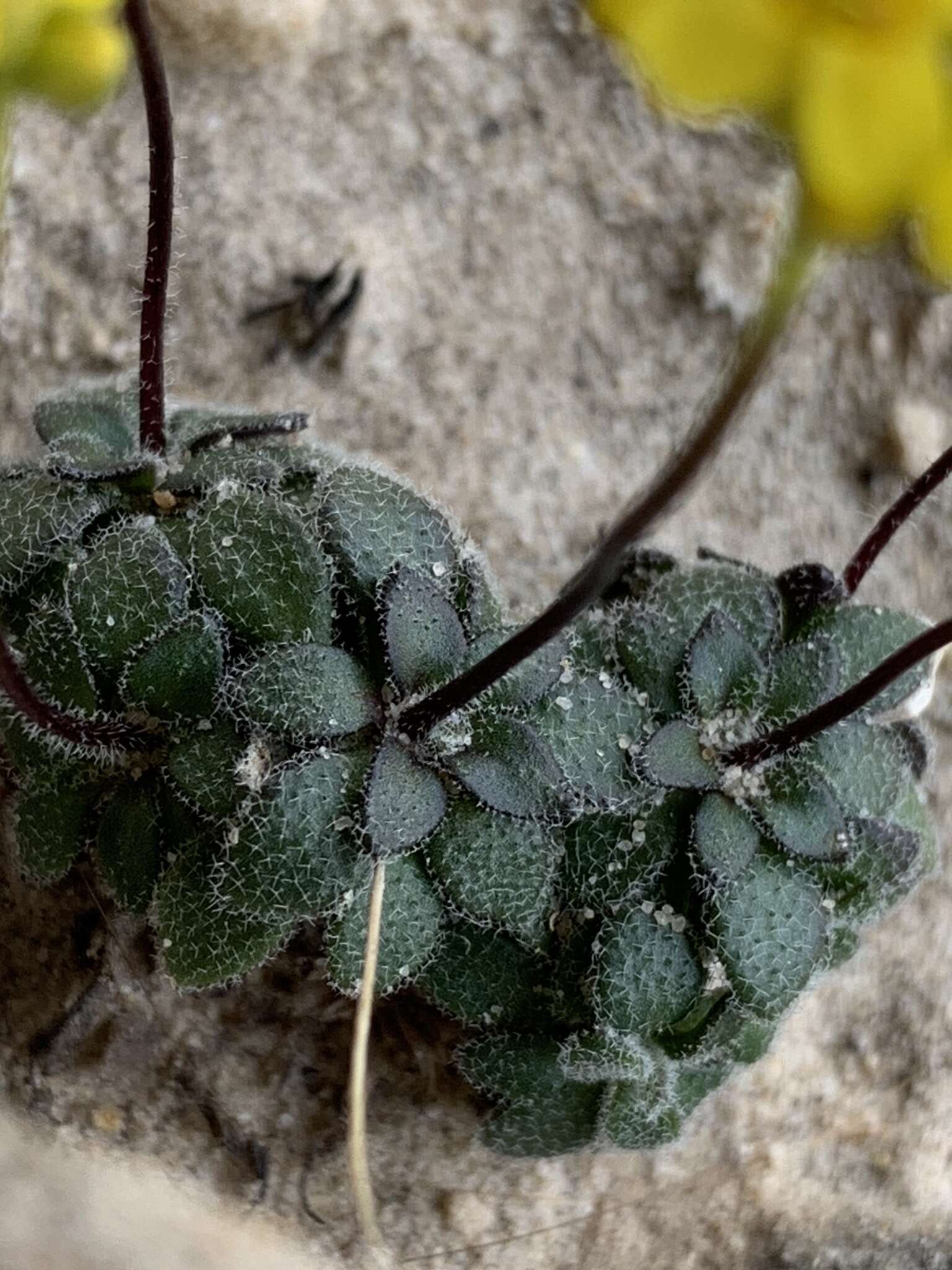 Image de Draba zionensis C. L. Hitchc.