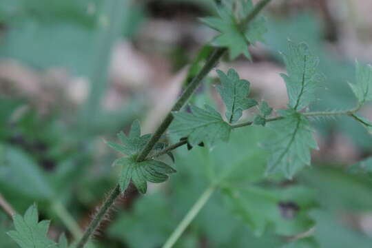 Image of incised agrimony