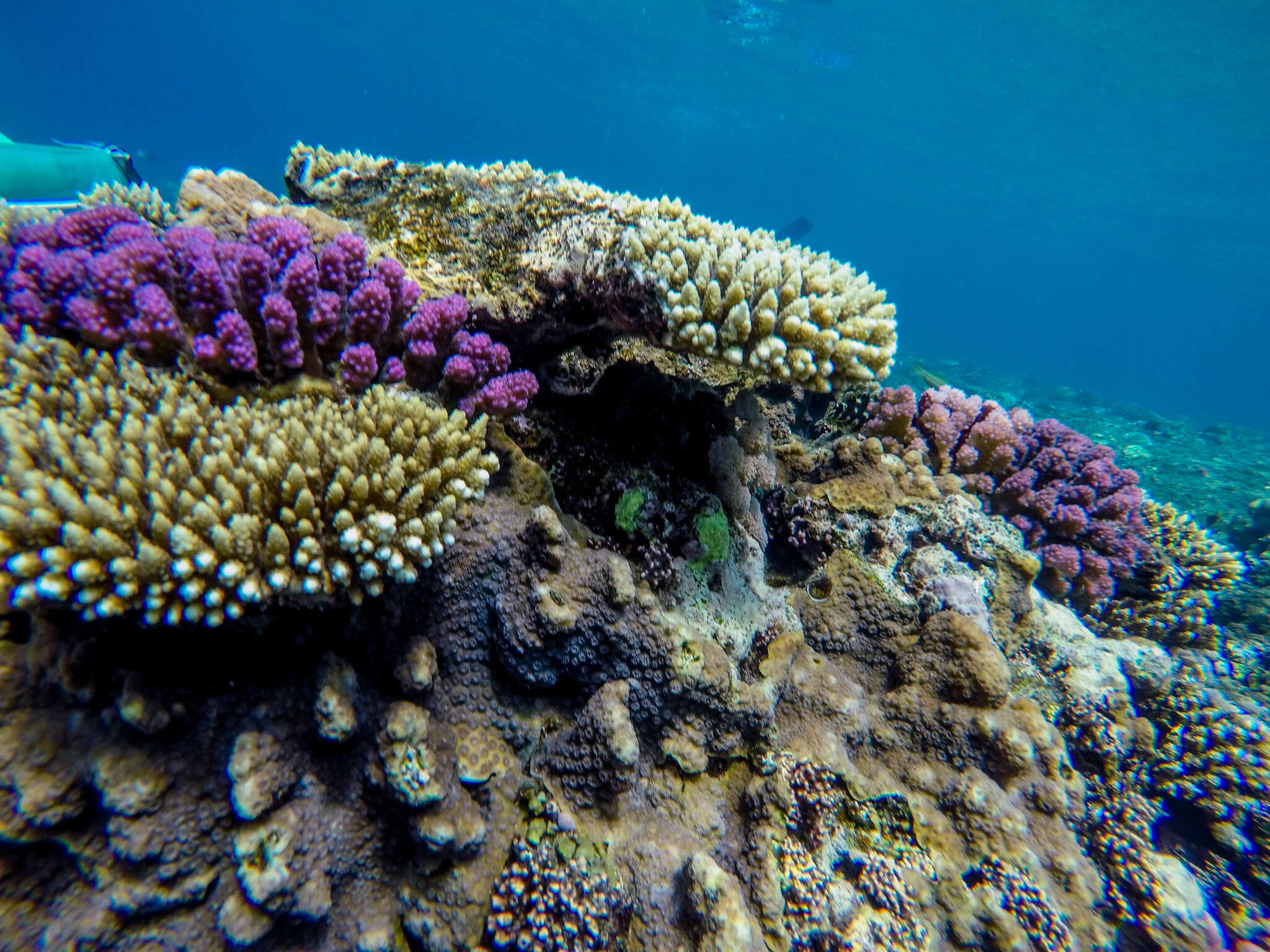 Image of hedgehog coral