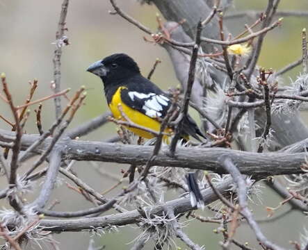 صورة Pheucticus aureoventris aureoventris (d'Orbigny & Lafresnaye 1837)