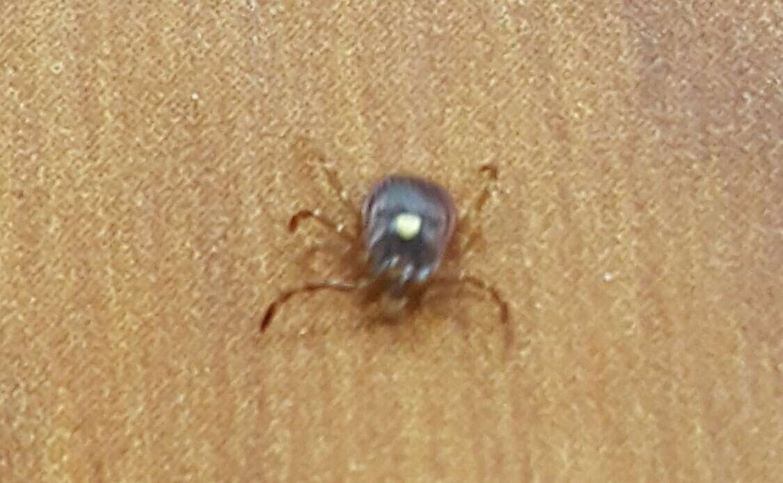 Image of Lone Star Tick