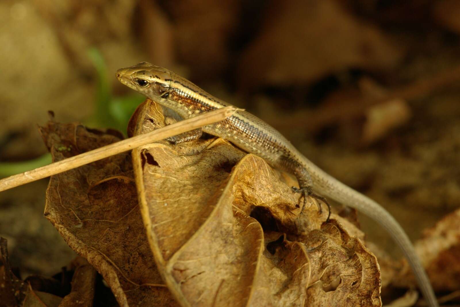 Image of Madagascar Girdled Lizard
