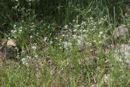 Image of Wright's Eryngo