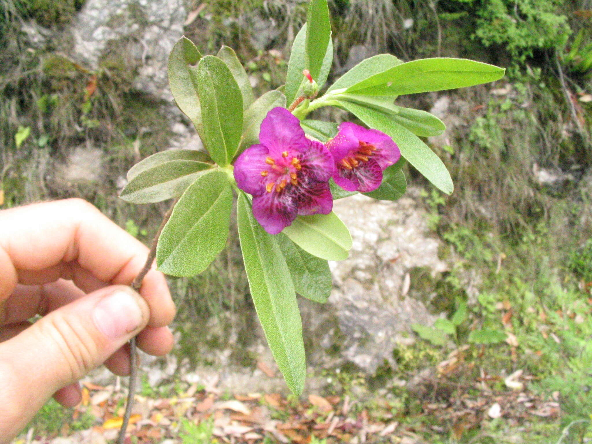 Imagem de Rhododendron lepidotum Wall.