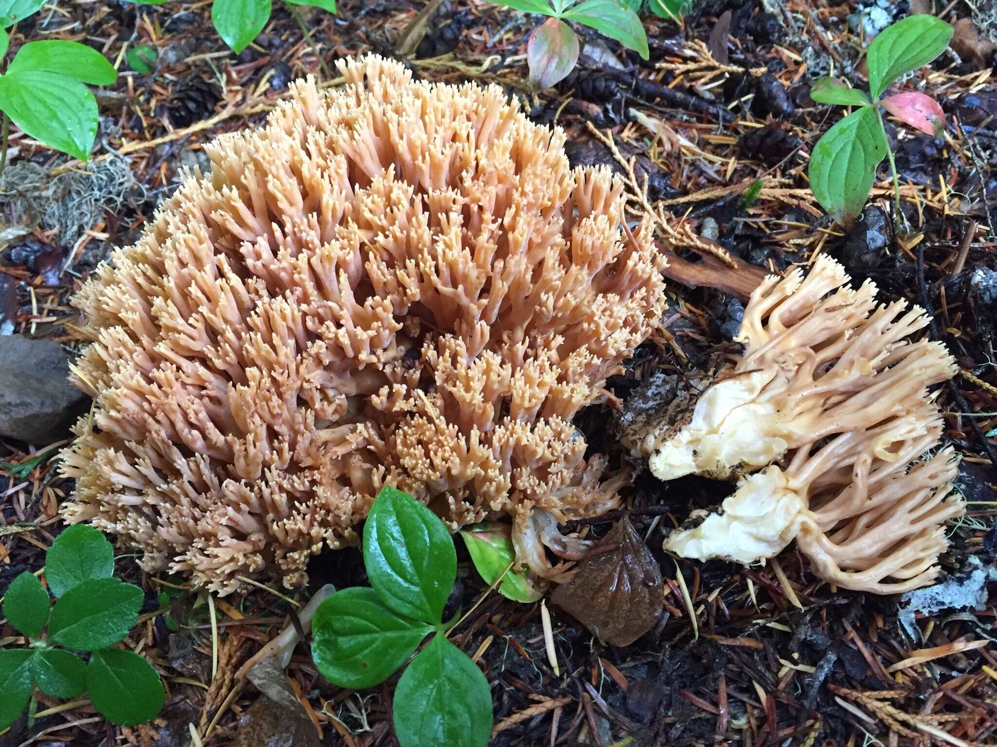 Image of Clavaria gelatinosa Coker 1923