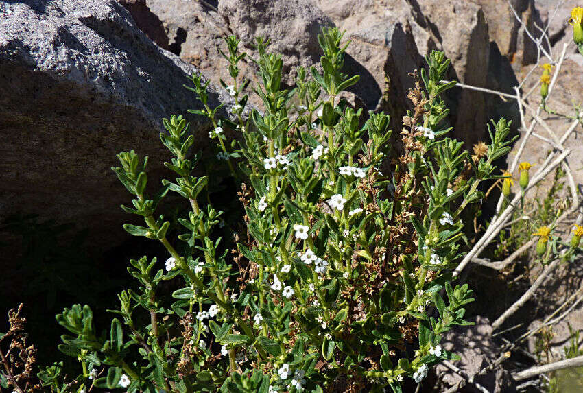 Clinopodium bolivianum (Benth.) Kuntze resmi