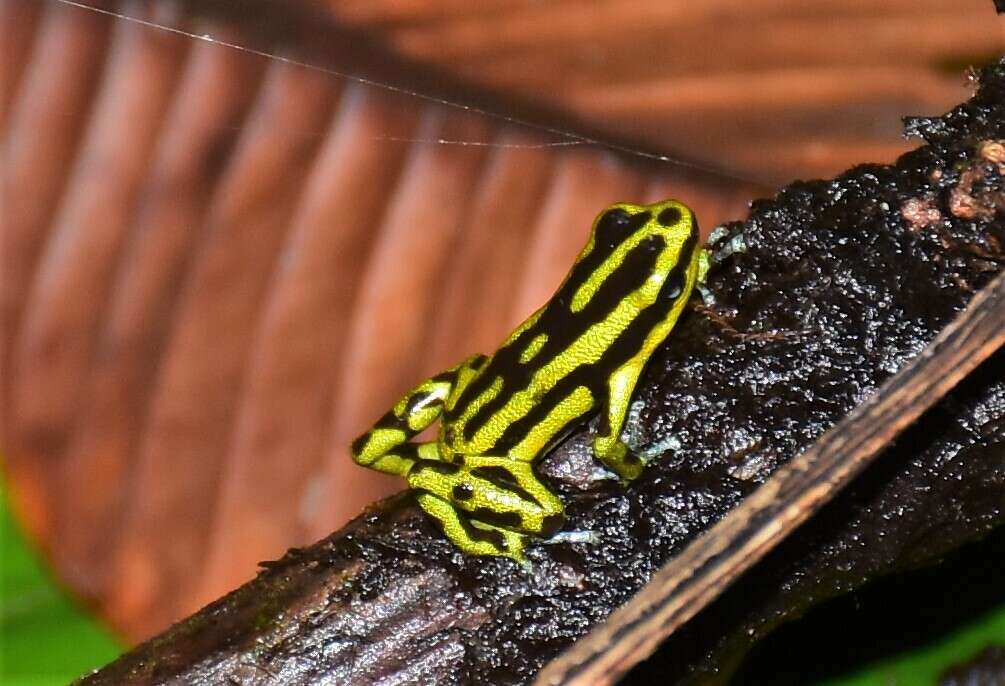 Image of Yellow-bellied Poison Frog