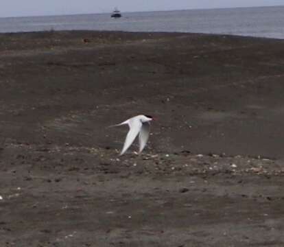 Image of South American Tern