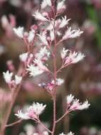 Image de Heuchera elegans Abrams