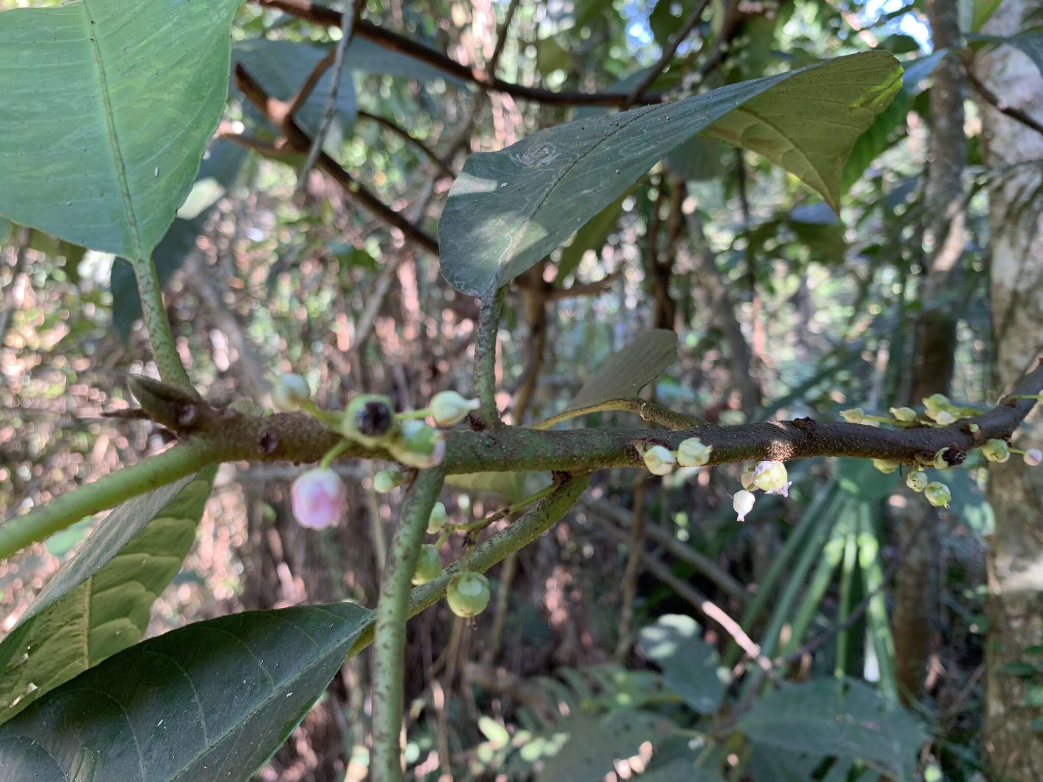 Image of Saurauia tristyla DC.