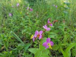 Imagem de Rhexia virginica L.