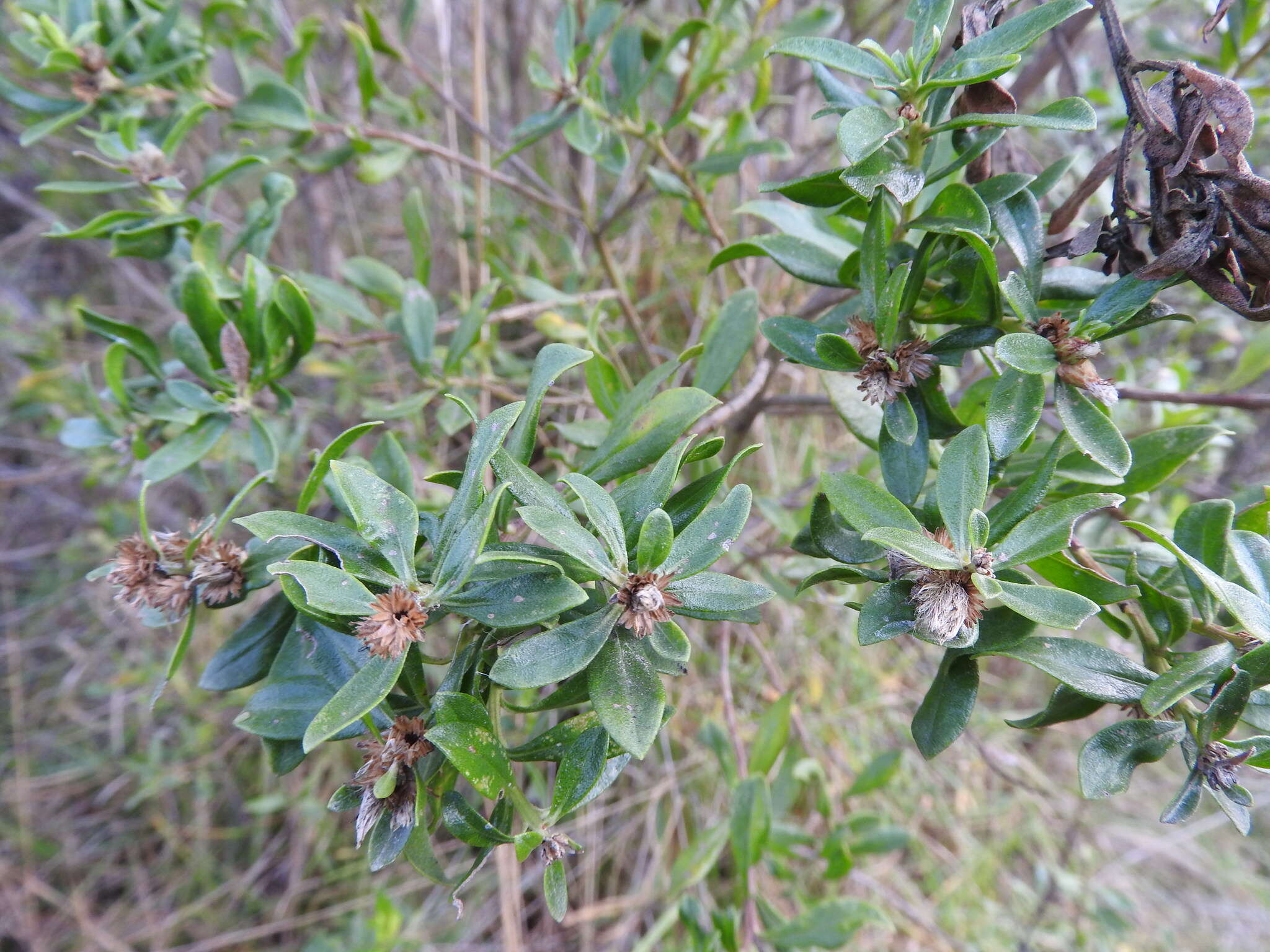 Image of Baccharis pseudovaccinioides L. Teodoro