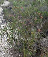 Image of Erica densifolia Willd.