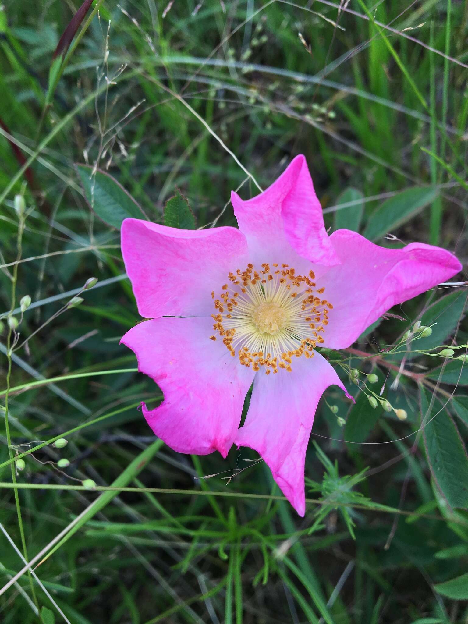 Image of Rosa carolina subsp. subserrulata (Rydb.) W. H. Lewis