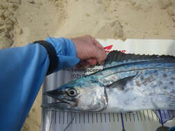 Image of Australian Spotted Mackerel