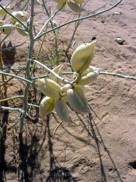 Image of Peirson's milk-vetch