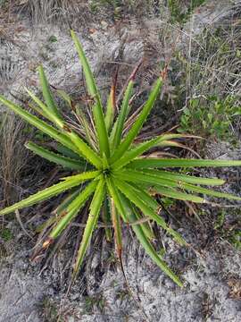 Image of Dyckia encholirioides (Gaudich.) Mez