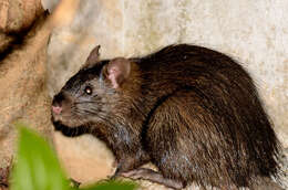 Image of Greater Bandicoot Rat