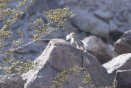 Image of white-tailed antelope squirrel