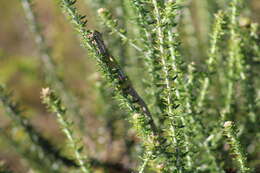 Image of Cape dwarf chameleon