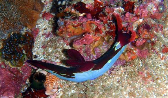 Imagem de Nembrotha chamberlaini Gosliner & Behrens 1997