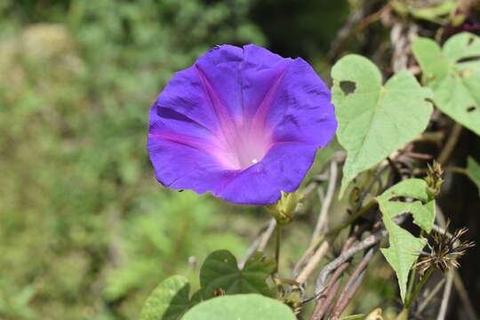 Image of Ipomoea variabilis (Schltdl & Cham.) Choisy