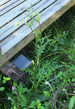 Imagem de Cirsium sieboldii Miq.