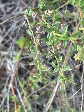 Image of Hermannia boraginiflora Hook.