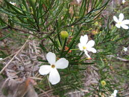 Image of Ricinocarpos pinifolius Desf.