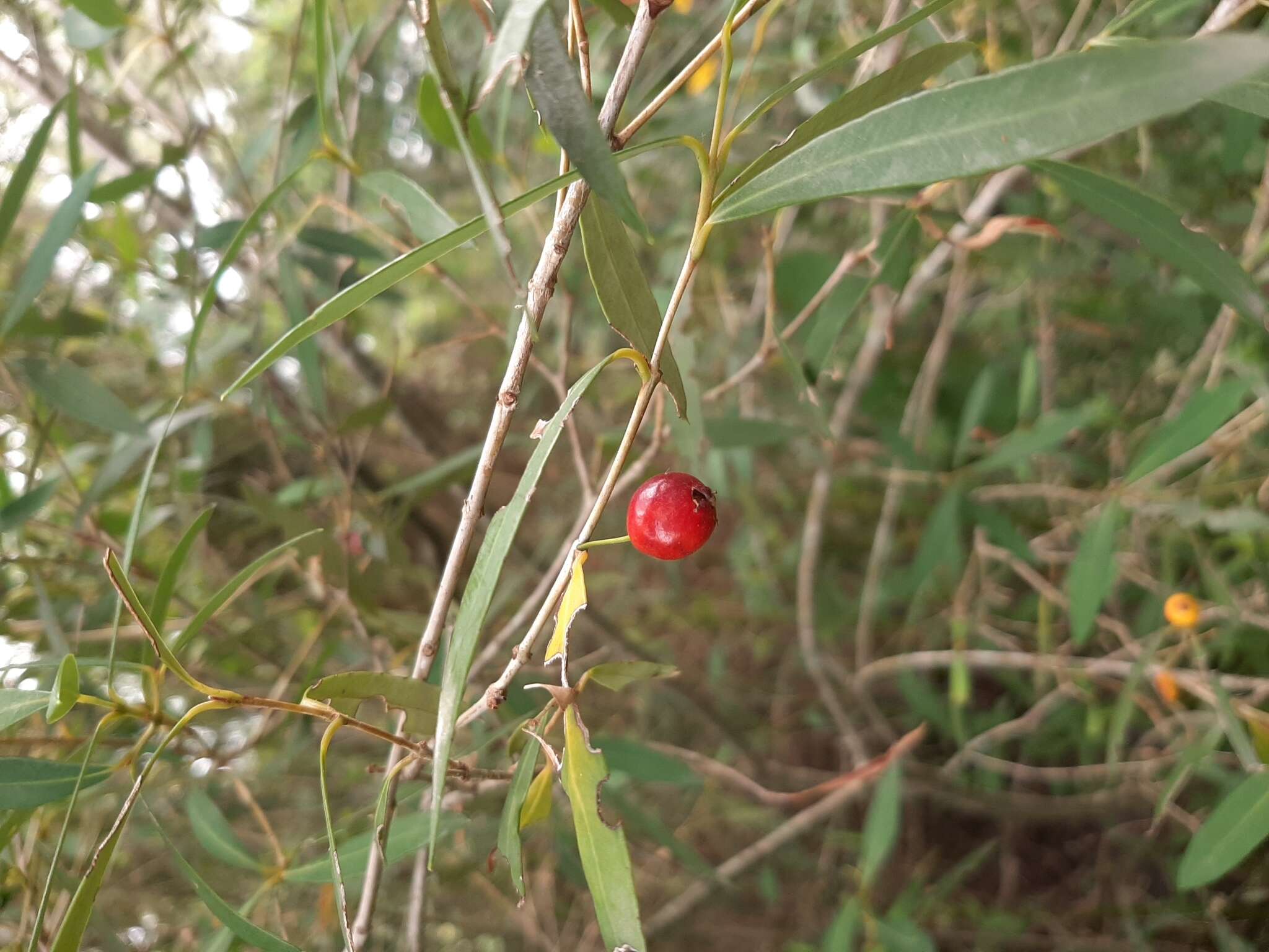 Myrceugenia glaucescens (Cambess.) D. Legrand & Kausel resmi