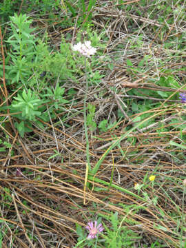 Image of Allium roseum L.