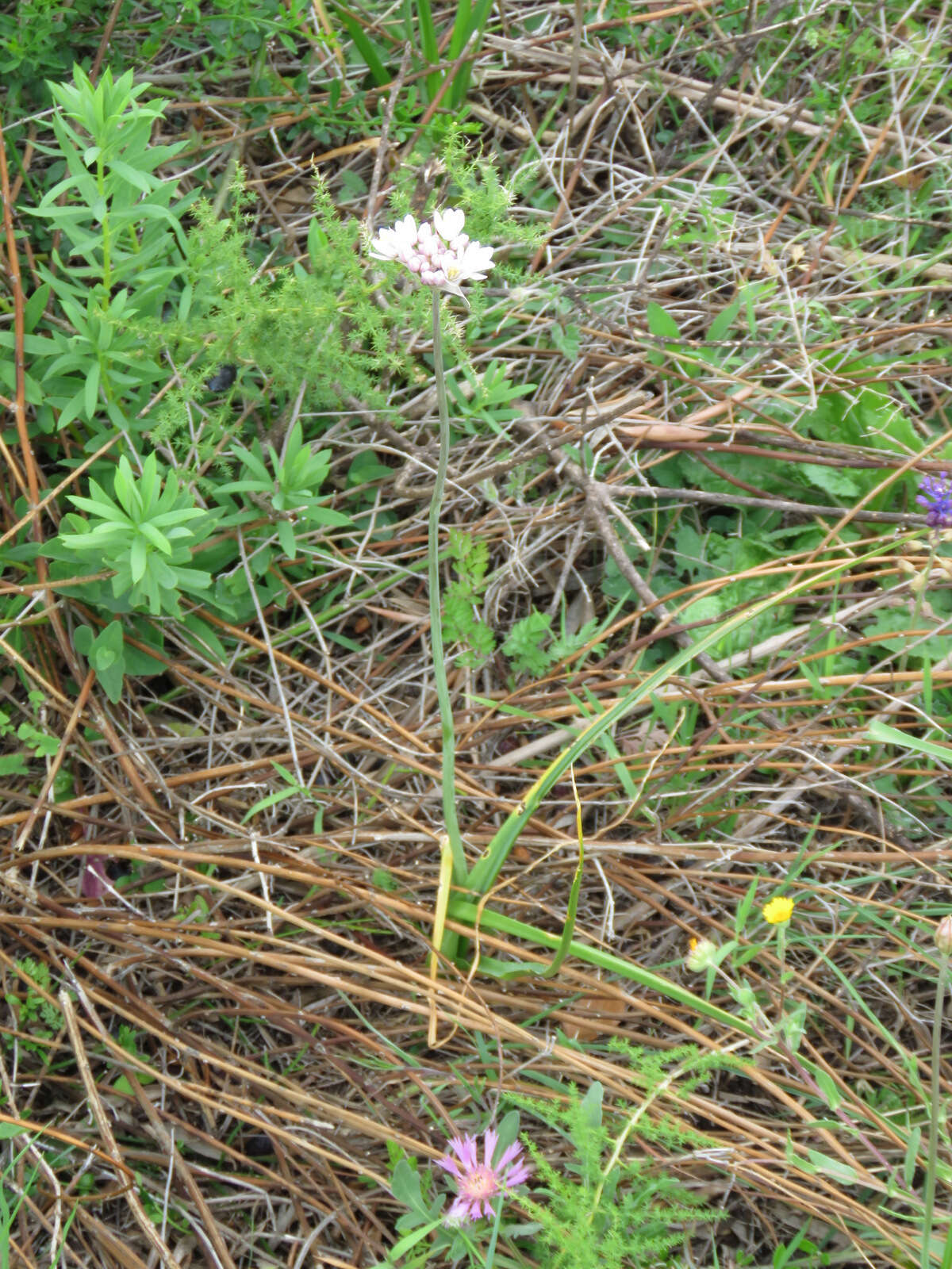 Image of Allium roseum L.