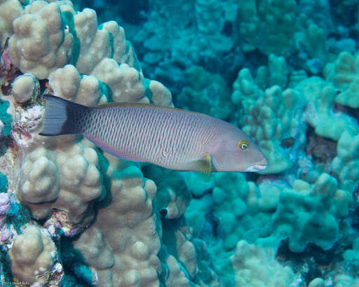 Image of Ballieu's wrasse