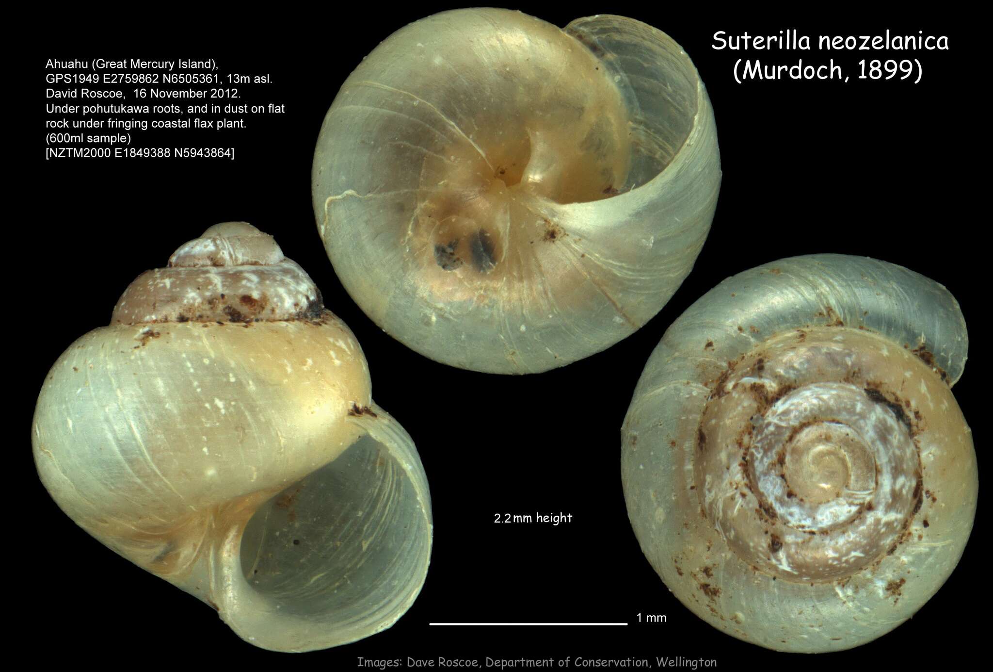 Plancia ëd Suterilla neozelanica (Murdoch 1899)