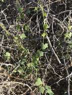 Image of desert starvine