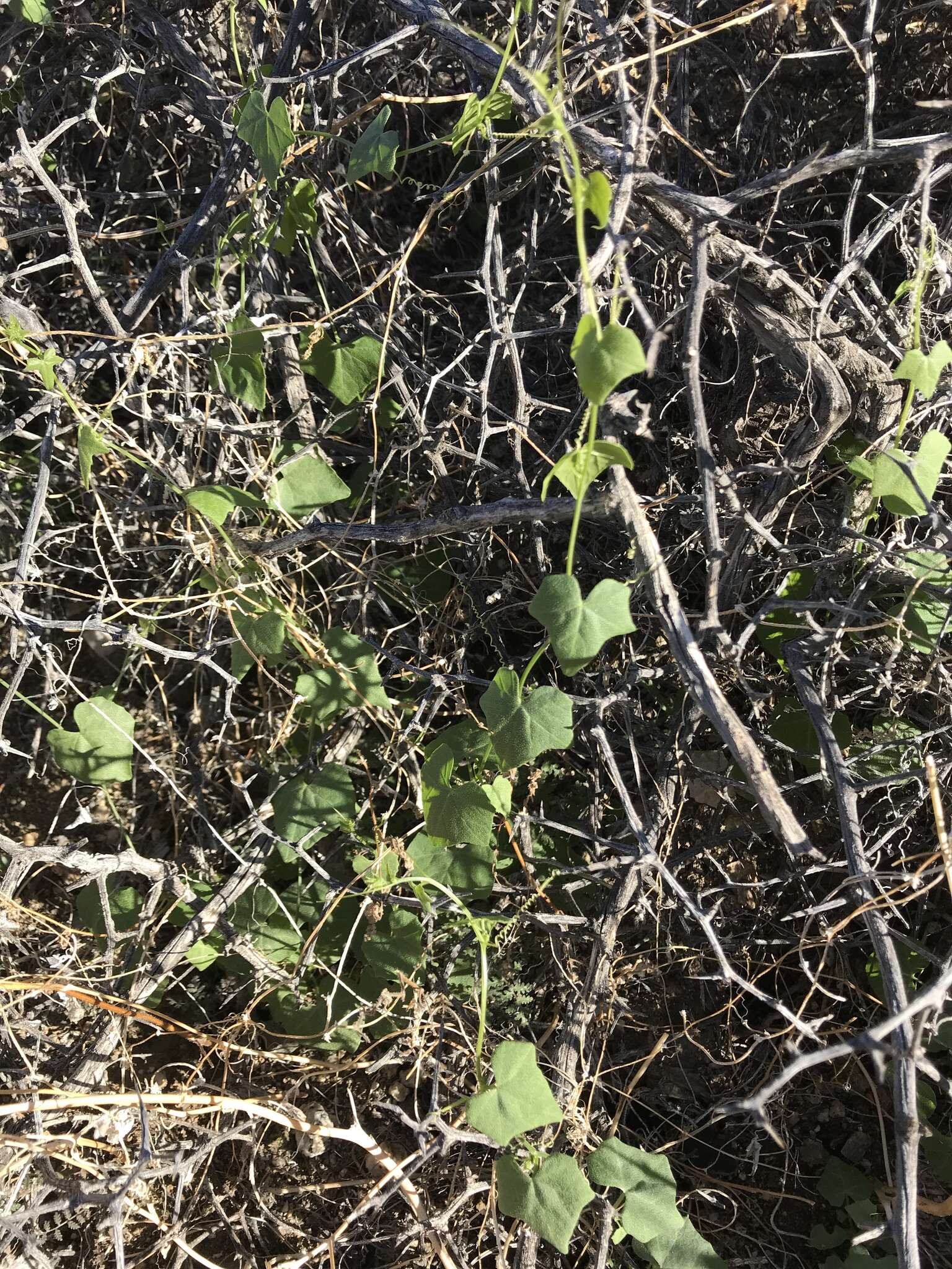 Image of desert starvine