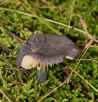 Image of Entocybe haastii (G. Stev.) Largent 2014