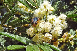 Image of Austalis copiosa (Walker 1852)