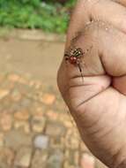 Image of Brown Flower Spider