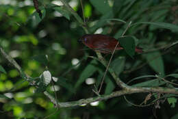 Image of Red-crowned Ant Tanager