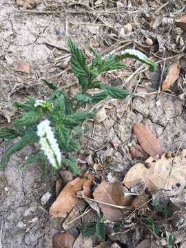 Image de Heliotropium angiospermum Murray