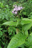 Saussurea latifolia Ledeb. resmi