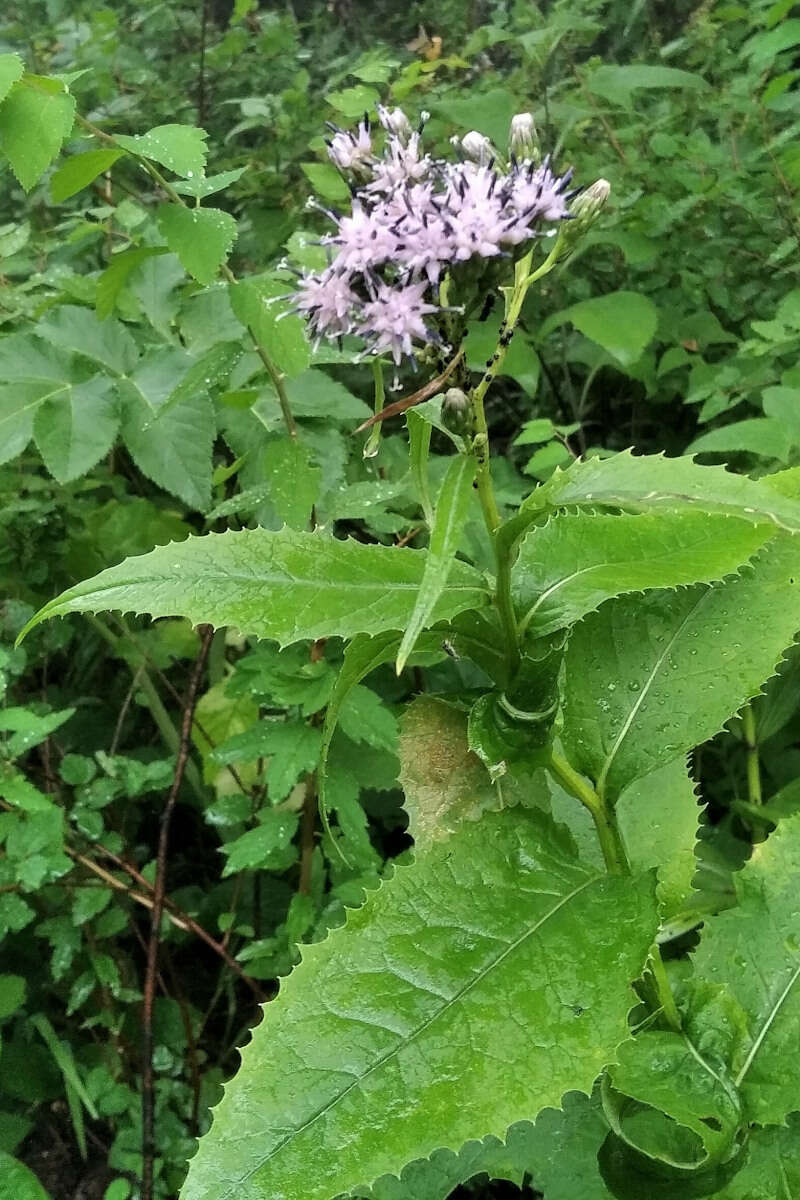 Image of Saussurea latifolia Ledeb.