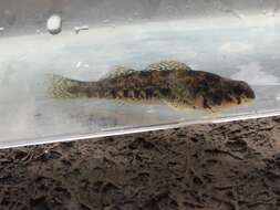 Etheostoma bellator Suttkus & Bailey 1993 resmi