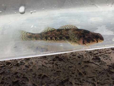 Etheostoma bellator Suttkus & Bailey 1993 resmi