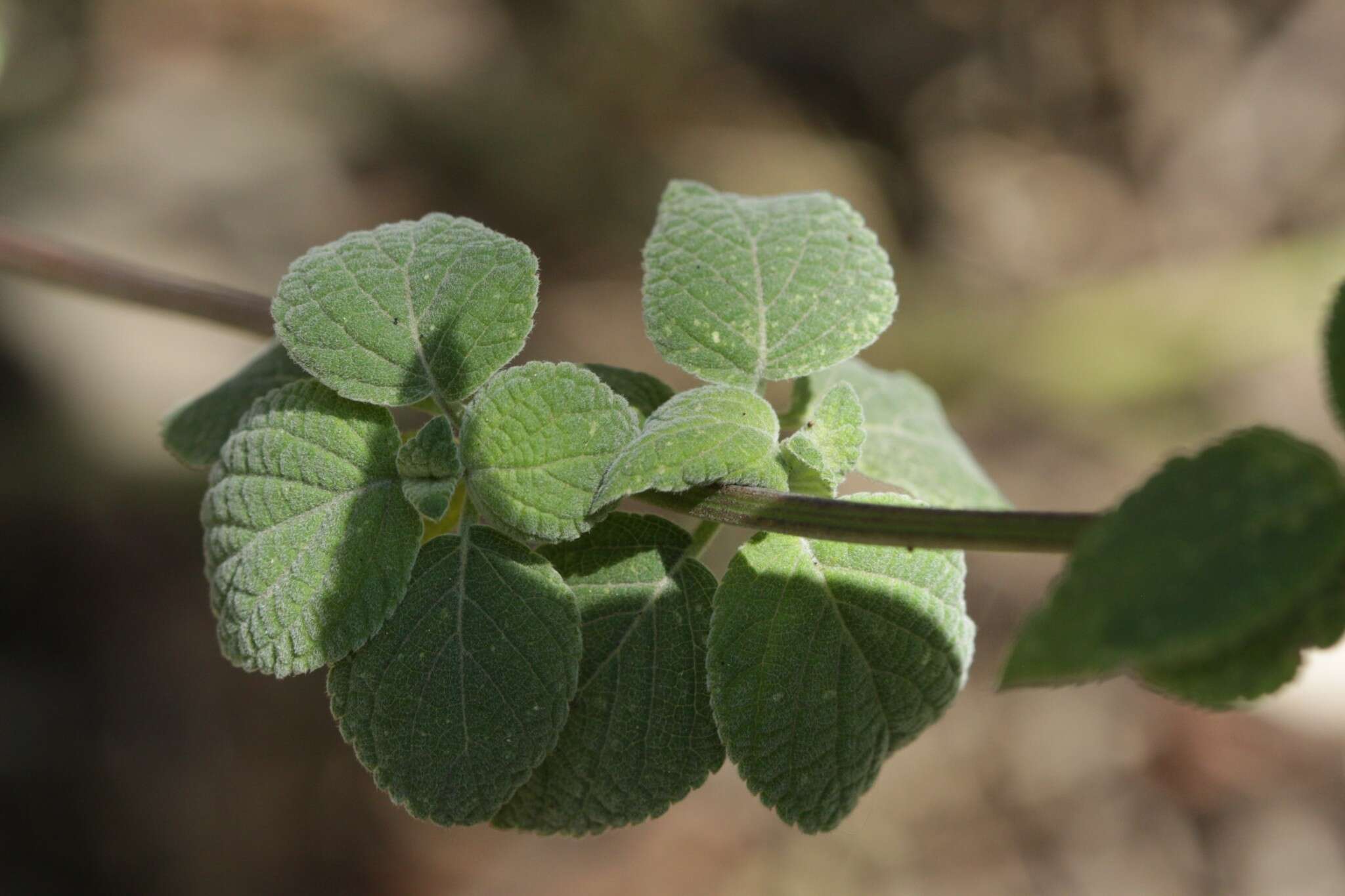 Image of Salvia polystachia Cav.