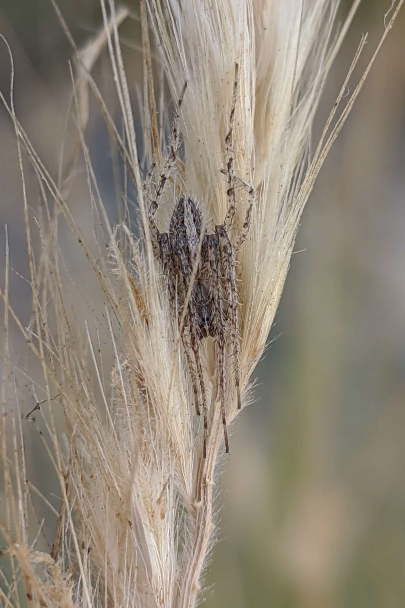 Larinia lineata (Lucas 1846) resmi