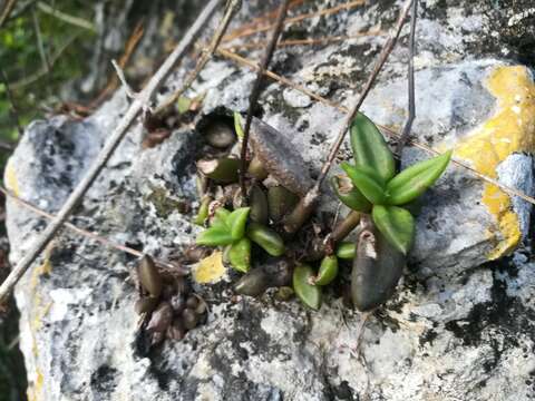 Image of Lenophyllum acutifolium Rose