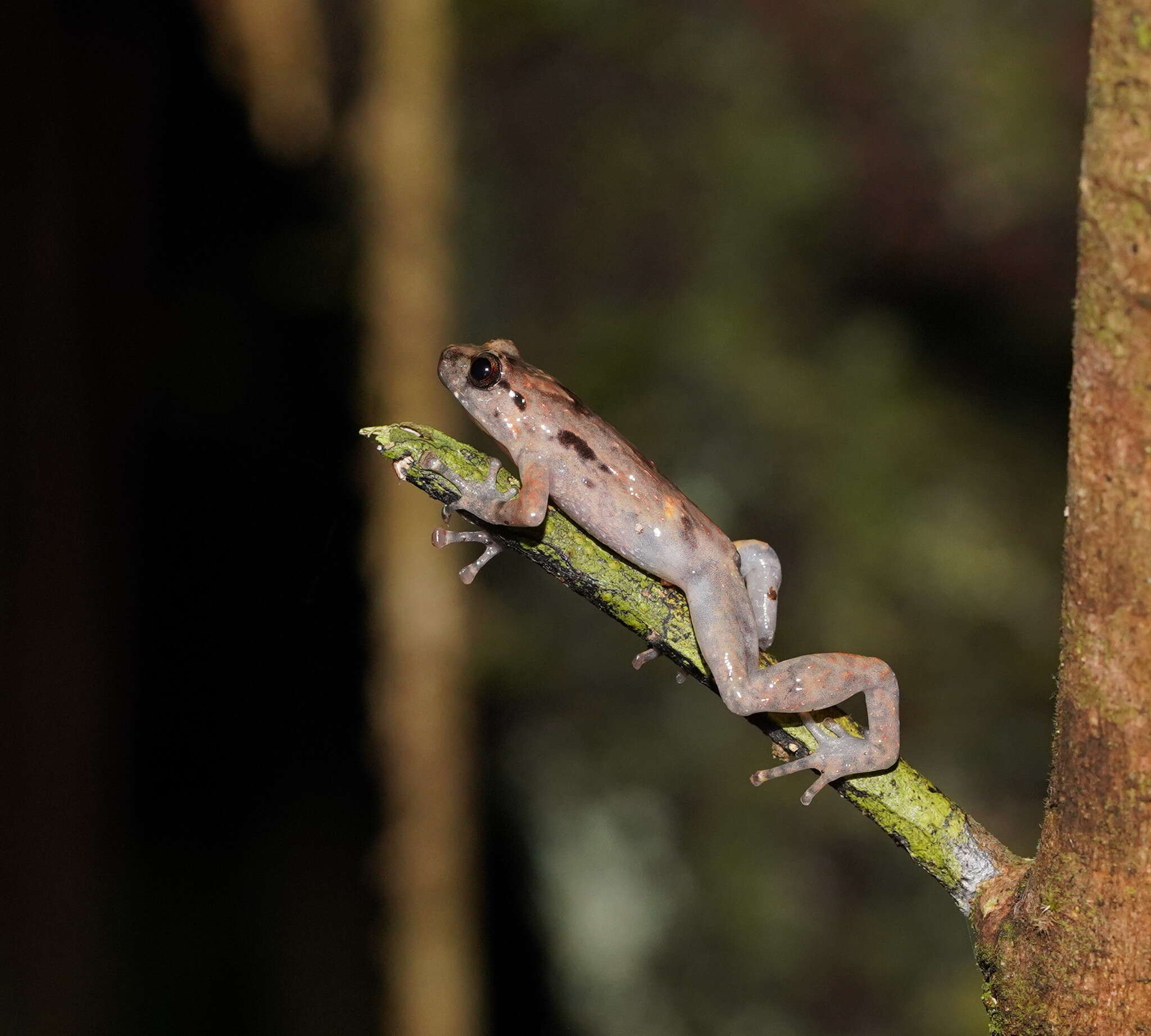 Image of Ornate Frog